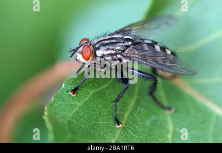 Close-up of fly on leaf Stock Photo