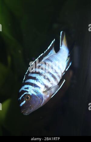 male Pseudotropheus saulosi in the aquarium Stock Photo