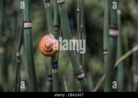 A snail climbs on bamboo Stock Photo