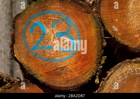 Heap of tree stems, one of them marked in blue with number 23 Stock Photo