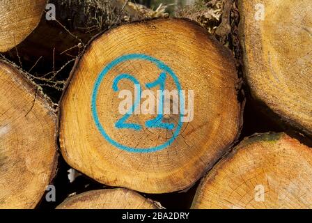 Heap of tree stems, one of them marked in blue with number 21 Stock Photo
