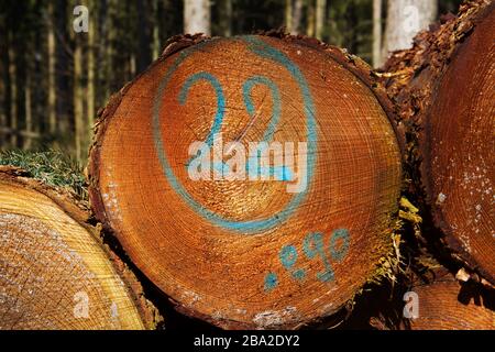 Heap of tree stems, one of them marked in blue with number 22 Stock Photo