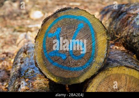 Heap of tree stems, one of them marked in blue with number 16 Stock Photo