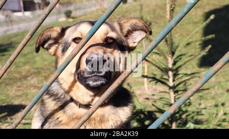 Portrait of a sad kotra dog stands behind a metal fence in the yard. A large brown dog sits on the territory of the house. Concept of home security or Stock Photo