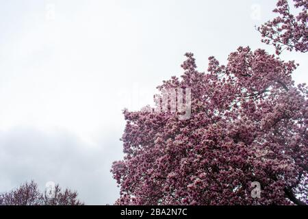 A Blooming Pink Cherry Blossom Tree On a Solid Gray Sky Stock Photo