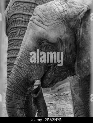 Elephants are mammals of the family Elephantidae and the largest existing land animals. Stock Photo
