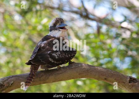 View of a laughing kookaburra (Dacelo novaeguineae) bird on a tree branch at Noosa National Park in Australia Stock Photo