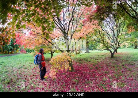 Acer leaves fallen on ground and person looking at trees, Westonbirt Arboretum, Gloucestershire, Enhgland, UK Stock Photo