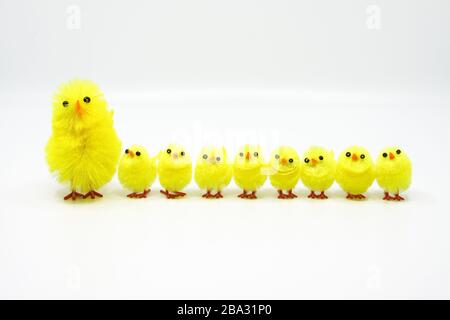 Cute little Easter chicks standing in a row Stock Photo
