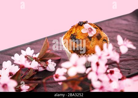 Chocolate muffin and cherry blossoms sakura, homemade bakery on dark and pink background. Food spring concept. Stock Photo
