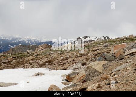 Family of Mountain Goats on top of the Mountain Evans in Colorado Stock Photo