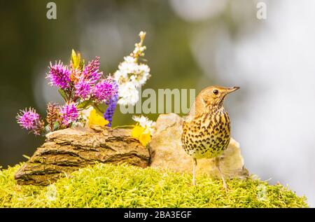 Song Thrush, Turdus philomelos perched in winter sun, Meppershall, UK Stock Photo