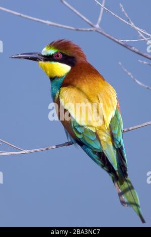 Bienenfresser (Merops apiaster) Stock Photo