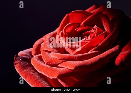 Fresh red velvety rose close up of petals Stock Photo