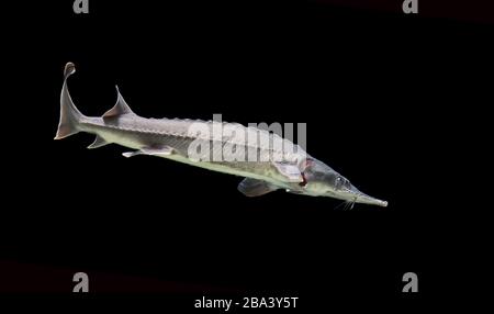 Siberian sturgeon (Acipenser baerii), captive, France Stock Photo