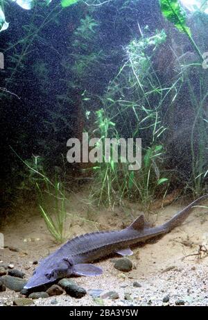 Siberian sturgeon (Acipenser baerii), captive, France Stock Photo