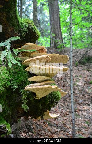 Polyporus squamosus, basidiomycete bracket fungus, with common names including Dryad's Saddle and Pheasant's Back mushroom in natural habitat Stock Photo