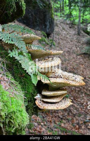 Polyporus squamosus, basidiomycete bracket fungus, with common names including Dryad's Saddle and Pheasant's Back mushroom growing on old beech tree Stock Photo