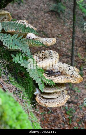 Polyporus squamosus or Pheasant's Back mushroom, or Dryad's Saddle mushroom, fern and moss on old beech tree, side view Stock Photo