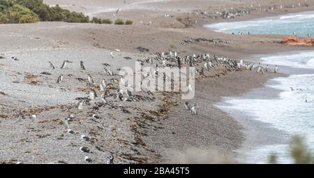 A group of Magellanic penguins ' Spheniscus magellanicus ' return from the fishing grounds to feed their chicks in a large Argentinian colony . Stock Photo