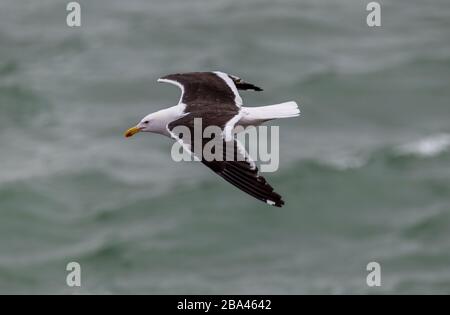 A Kelp gull "Larus dominicanus " glides over the waves in the South Atlantic ocean. Stock Photo