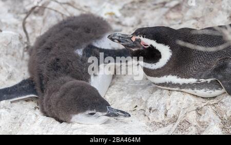 A female Magellanic penguin ' Spheniscus magellanicus ' watches over young chick in Argentina. Stock Photo