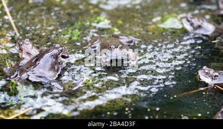 Peebles Scottish Borders, UK .25th March 20 . Wildlife  European common brown frog (Rana Temporaria) at breeding  garden pond during  the mating seaso Stock Photo