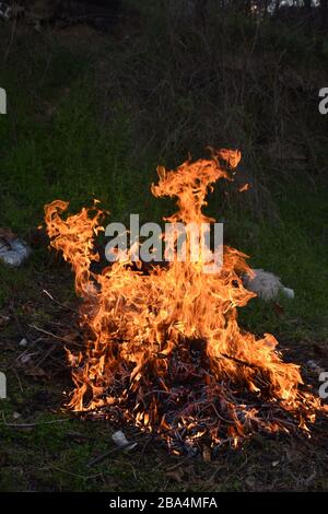 Flames of fire.Fire of small twigs. Forest in the background. Stock Photo