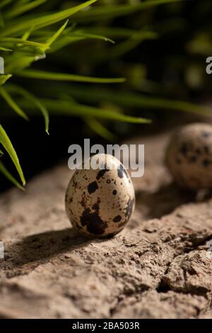 Fresh quail eggs in the forest on a fallen tree with bushes on the background Stock Photo