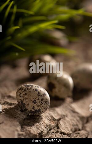 Fresh quail eggs on a wooden surface in the woods with green blurred natural leaves background Stock Photo
