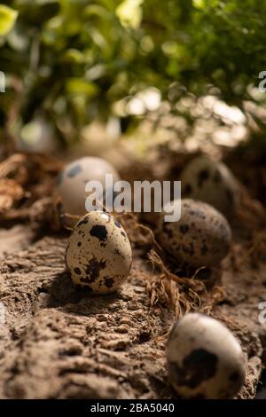 Five quail eggs in the forest on a wooden surface with a blurry green background Stock Photo