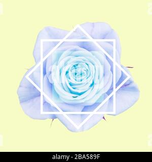 Close up of rose flower with geometric white lines, in pastel mauve and blue. Isolated on tinted background. Stock Photo