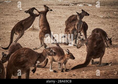 A mob of kangaroos and two fighting all of  whom survived the 2020 bushfires in on Stokes Bay on Kangaroo Island, South Australia. Stock Photo