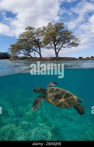 Green sea turtle at Makena, Maui, Hawaii. Stock Photo