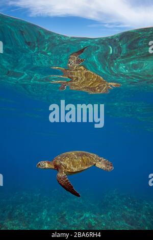 Green sea turtle at Makena, Maui, Hawaii. Stock Photo