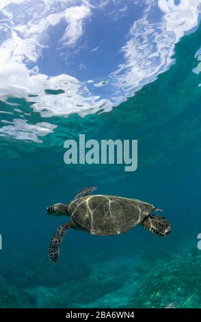 Green sea turtle at Makena, Maui, Hawaii. Stock Photo