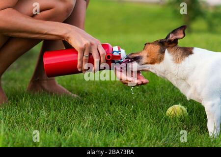 Purebred Jack Russel Terrier outdoors in nature on grass meadow on summer day. Having fun playing in outdoors. Dog days of summer. Time to drink water. Pet Health Care. Friendship, togetherness. Stock Photo