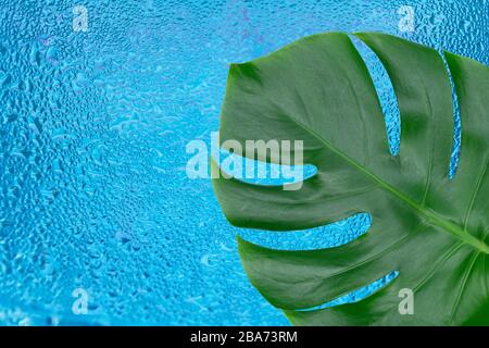 Tropical Monstera leaf against the background of a stack of drops of water.Copy space. Stock Photo