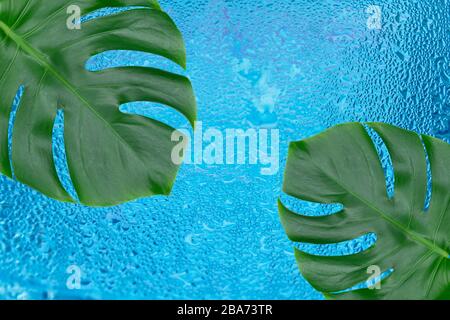 Two leafs of tropical Monstera on a stack background .shipping drops of water. Copy space. Stock Photo
