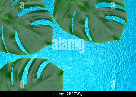 Three leafs of tropical Monstera on the background of a stack of drops of water.Copy space. Stock Photo