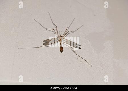 Crane fly on the wall inside. Tipula sp Stock Photo