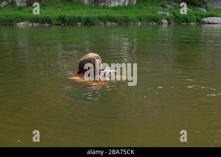 Side view of photographer holding camera swimming by river with just head above water trying to catch some interesting shots. Professional photographe Stock Photo