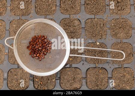 Watermelon seeds ready for sowing in the spring Stock Photo