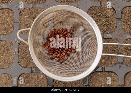 Watermelon seeds close up ready for sowing in the spring Stock Photo