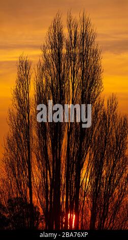 Wimbledon, London, UK. 26 March 2020. Sunrise and an orange sky silhouettes a large Poplar tree in south west London on another fine spring day during the Coronavirus lockdown. Credit: Malcolm Park/Alamy Live News.