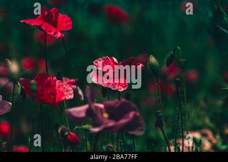 summer meadow with red poppies Field of wild of different colored species red purple yellow growing outdoors in a natural environment under the open sky Stock Photo