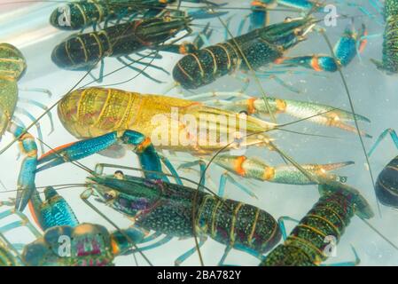Brotherhood of crawfish or Lobster Claws in market. Stock Photo