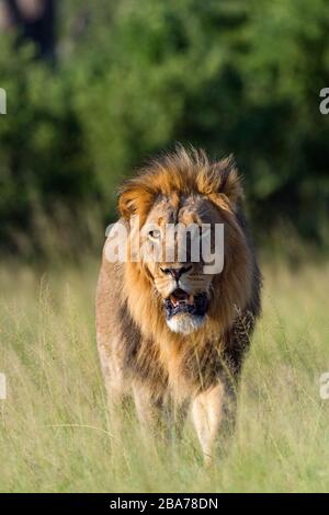 A large male lion seen in Zimbabwe's Hwange National Park. Stock Photo