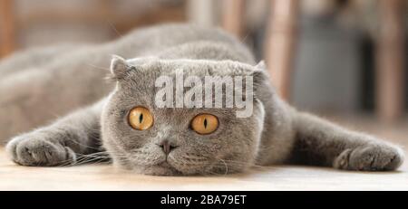 Felis catus SFS Lies on the couch and misses. Stock Photo