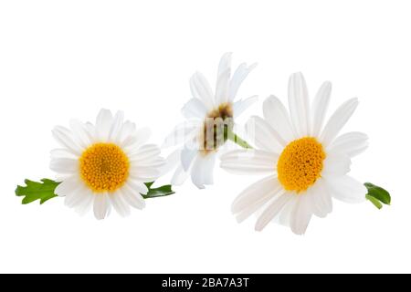 Lovely Daisies (Marguerite) isolated on white background, including clipping path. Germany Stock Photo